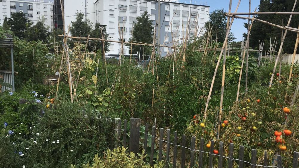 Le Campus de Rouen a ouvert une maîtrise de sciences en agriculture urbaine et villes vertes. ©Pascal Fayolle